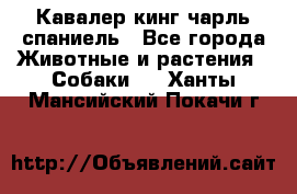 Кавалер кинг чарль спаниель - Все города Животные и растения » Собаки   . Ханты-Мансийский,Покачи г.